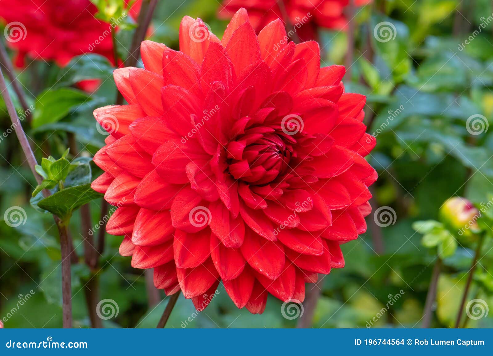 vibrant double-size red flower of dahlia garden wonder